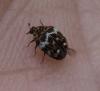 Anthrenus sp.